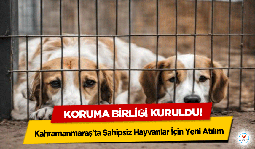 Kahramanmaraş'ta Sahipsiz Hayvanlar İçin Yeni Atılım: Koruma Birliği Kuruldu!