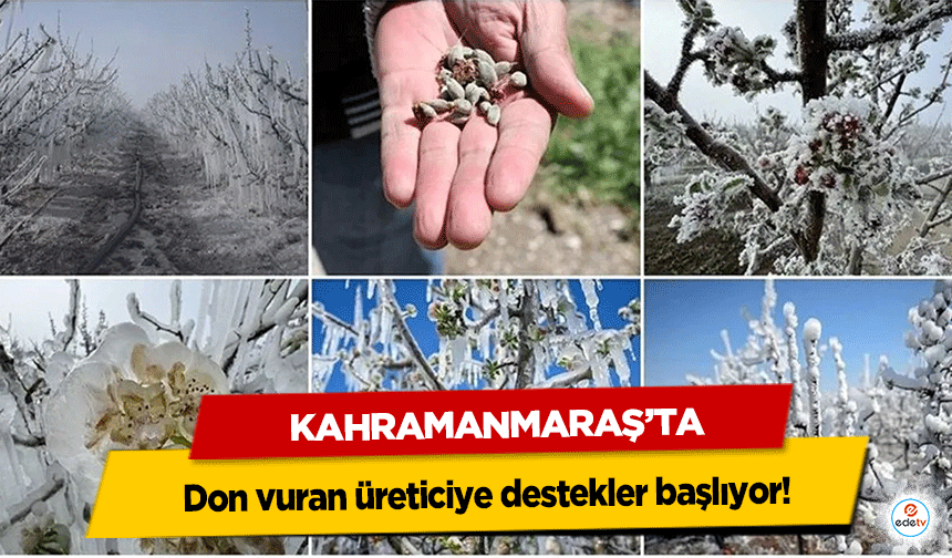 Kahramanmaraş’ta don vuran üreticiye destekler başlıyor