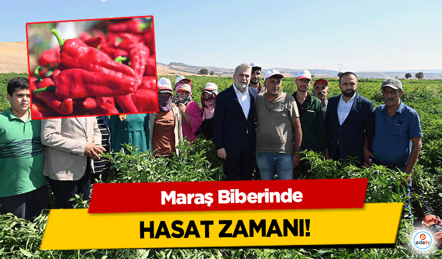 Maraş Biberinde hasat zamanı!
