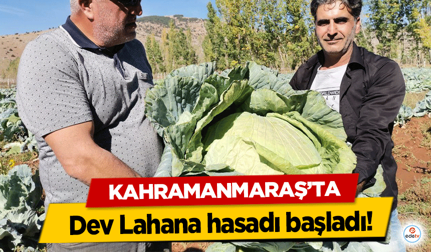 Kahramanmaraş’ta Dev Lahana hasadı başladı!