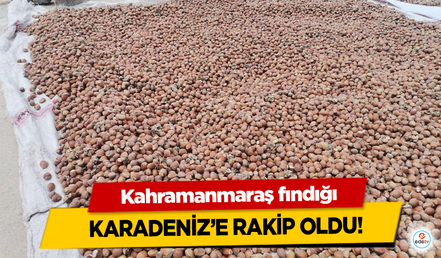 Kahramanmaraş Fındığı Karadeniz’e rakip oldu!