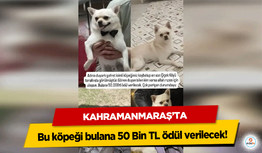 Kahramanmaraş’ta bu köpeği bulana 50 Bin TL ödül verilecek!