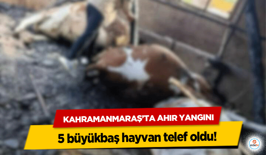 Kahramanmaraş’ta Ahır Yangını: 5 büyükbaş hayvan telef oldu!