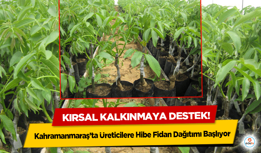 Kırsal kalkınmaya destek! Kahramanmaraş’ta Üreticilere Hibe Fidan Dağıtımı Başlıyor