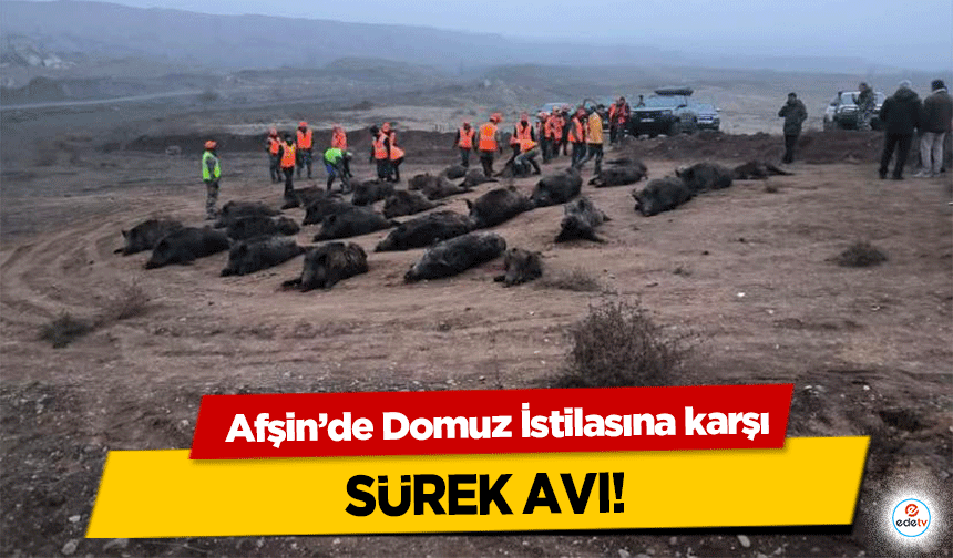 Afşin’de Domuz İstilasına karşı sürek avı!