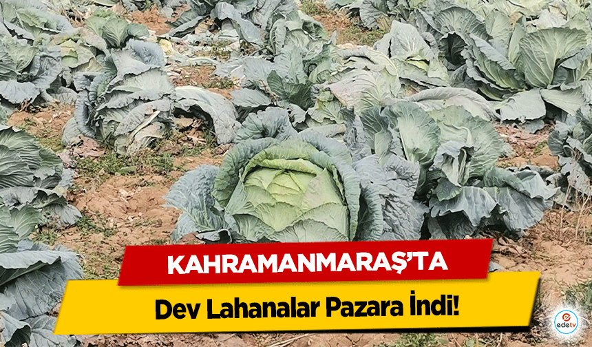 Kahramanmaraş’ta Dev Lahanalar Pazara İndi