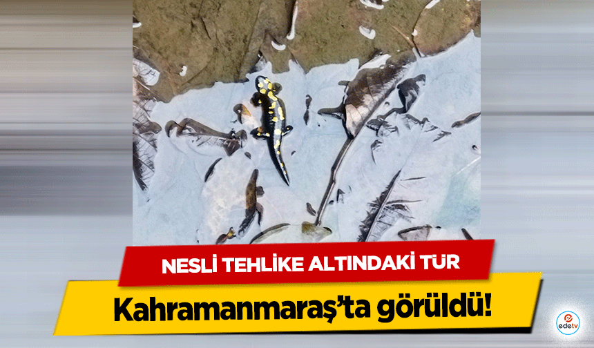 Nesli Tehlike Altındaki Tür Kahramanmaraş’ta görüldü!