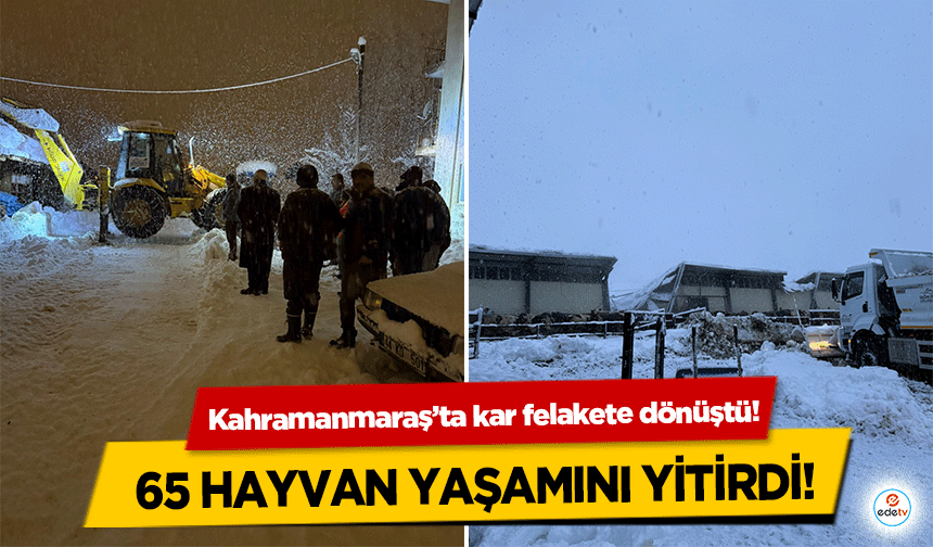 Kahramanmaraş’ta kar felakete dönüştü! 65 hayvan yaşamını yitirdi