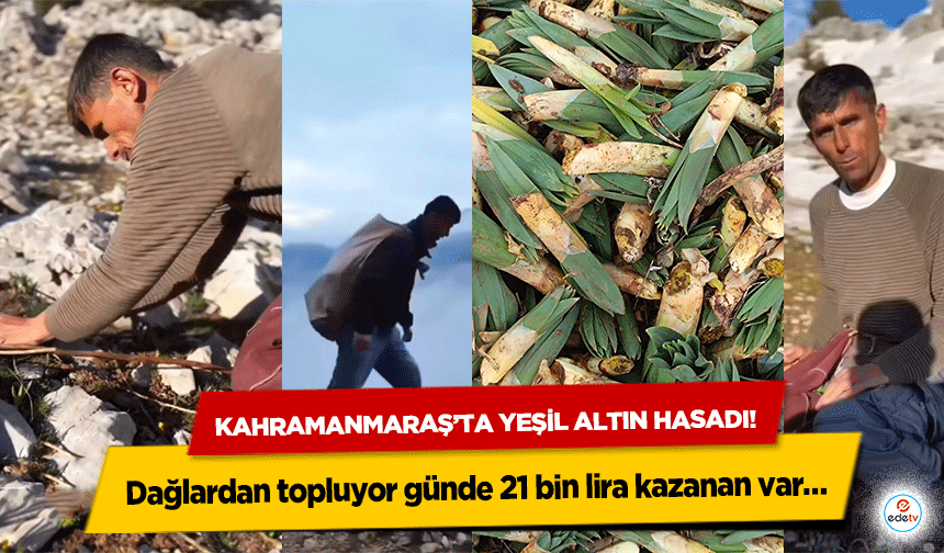 Kahramanmaraş’ta yeşil altın hasadı! Dağlardan topluyor günde 21 bin lira kazanan var…