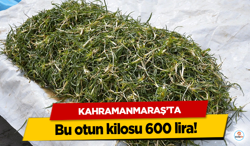 Kahramanmaraş’ta bu otun kilosu 600 lira!