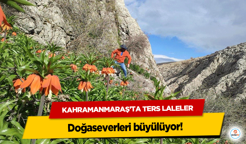 Kahramanmaraş’ta Ters Laleler doğaseverleri büyülüyor!