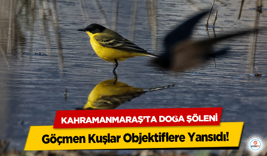 Kahramanmaraş’ta Doğa Şöleni: Göçmen Kuşlar Objektiflere Yansıdı