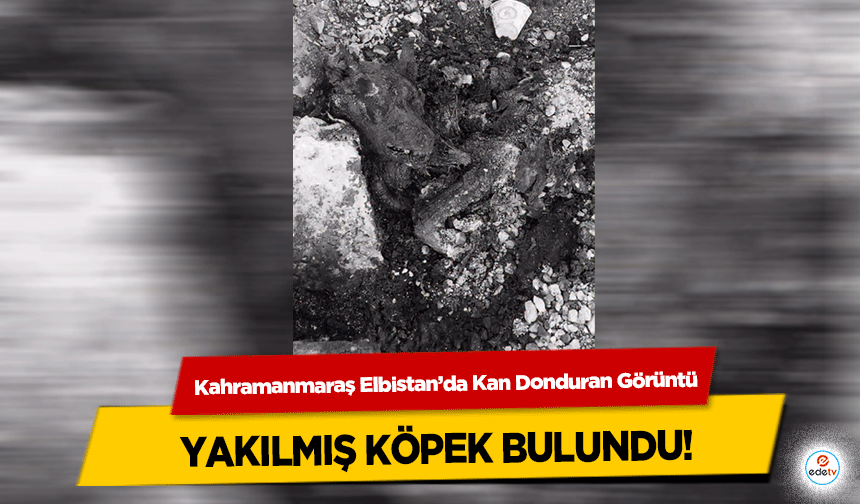 Kahramanmaraş Elbistan’da Kan Donduran Görüntü: Yakılmış Köpek Bulundu!