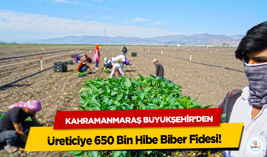Kahramanmaraş Büyükşehir’den Üreticiye 650 Bin Hibe Biber Fidesi!
