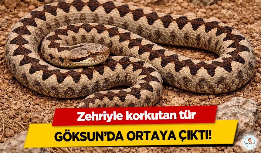 Zehriyle korkutan tür Göksun’da ortaya çıktı