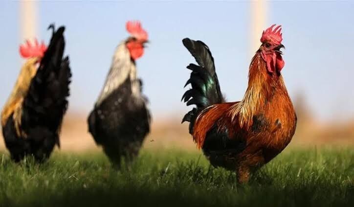 Horoz Billuru Nedir, Yenir mi? Horoz Billuru Hayvanın Neresidir ve Nasıl Pişirilir?