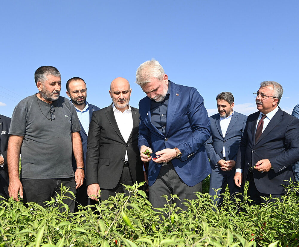 Maraş Biberi Hasadı (3)-1