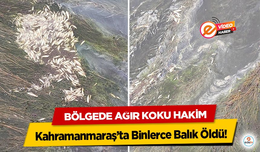 Kahramanmaraş’ta Binlerce Balık Öldü! Bölgede Ağır Koku Hakim